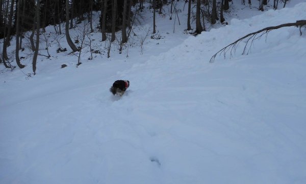 25.01.2015: Kreuzspitze - Hundelawinenübung