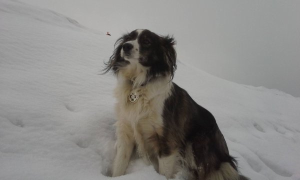 11.-18.04.2015: Kühtai - Hundekurs