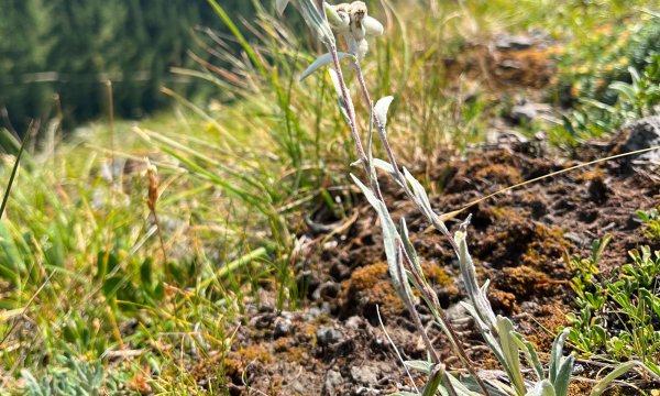 01.08.2026: Einsatzübung Kalkstein